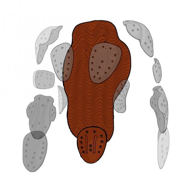 XION NS Vest Freeride-V1 Damen Rückenprotektor XION NS Vest Freeride-V1 Damen Rückenprotektor